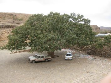 Dieser Baum schlägt zig-Meter lange Wurzeln.