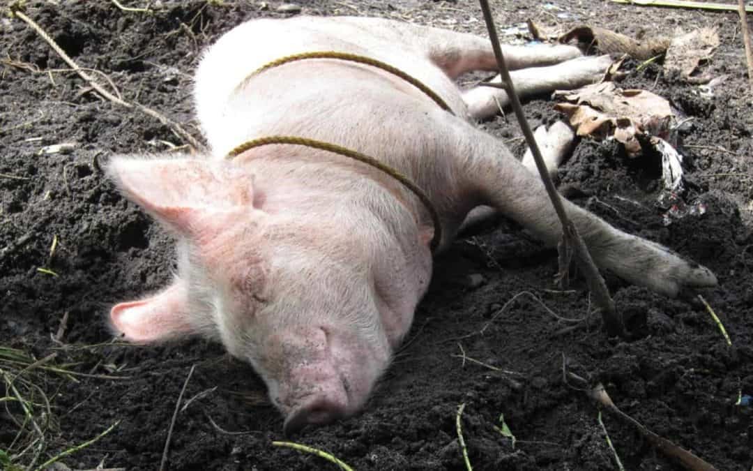 Drei Gewohnheiten, die mir gut tun